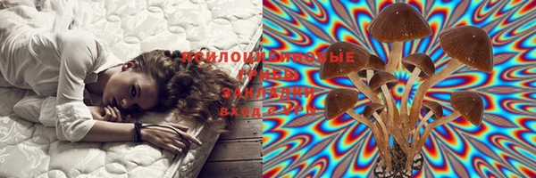 шишки Беломорск